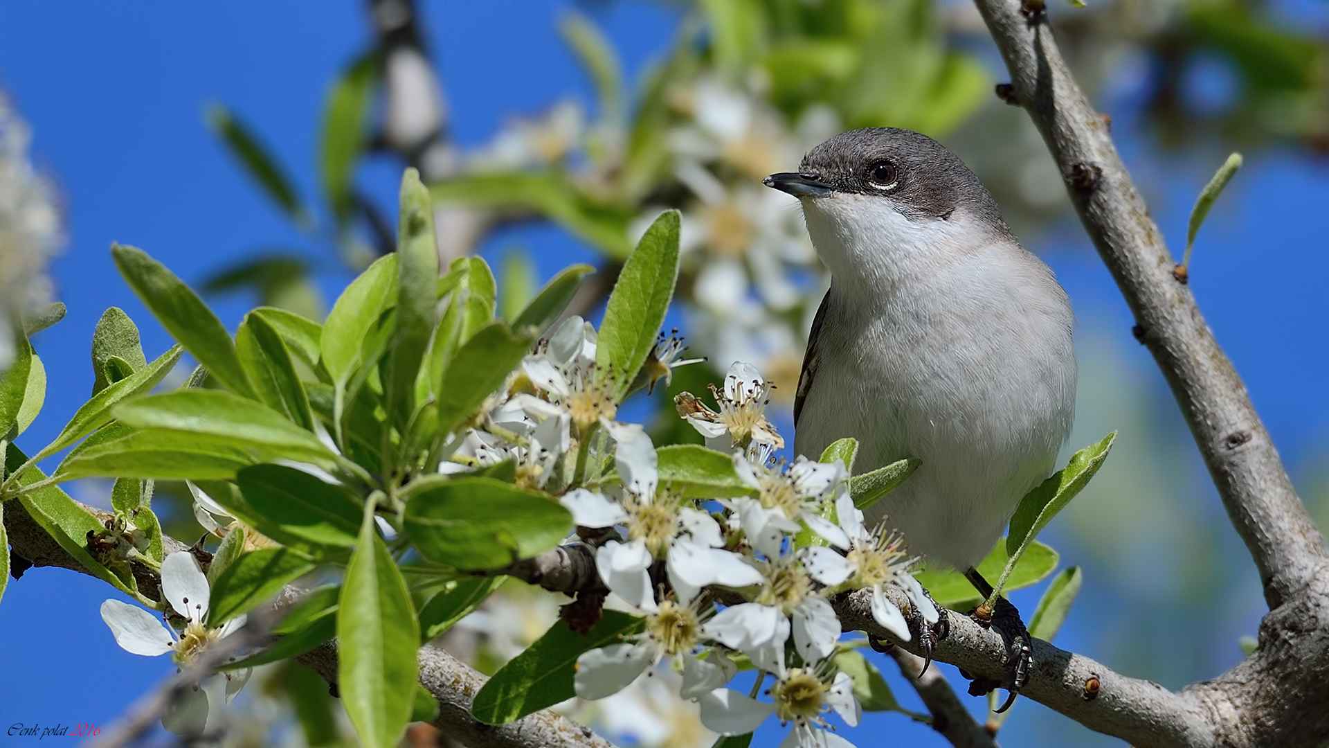Lesser Whitethroat